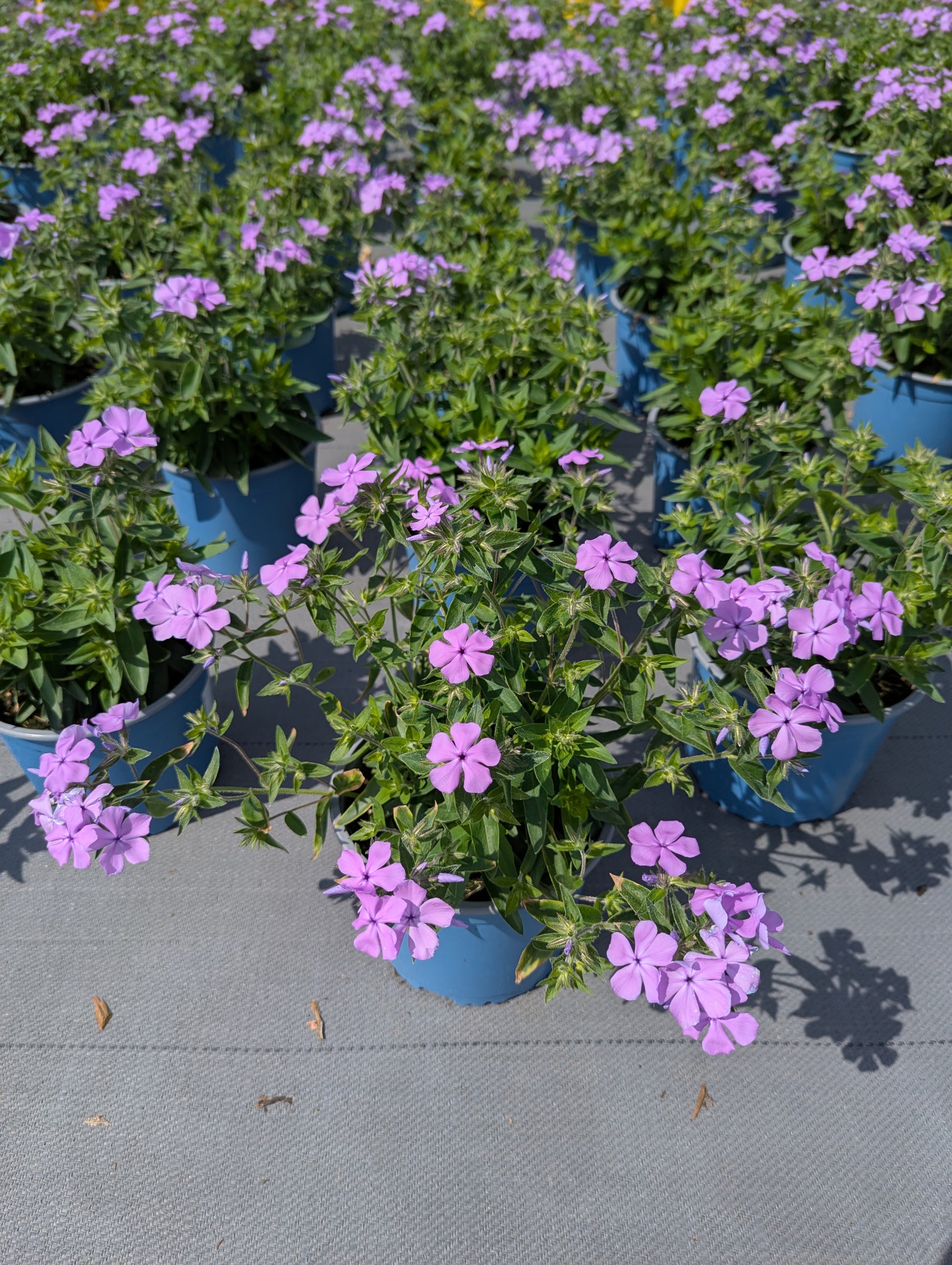 Phlox paniculata 40cm 17cm Pot