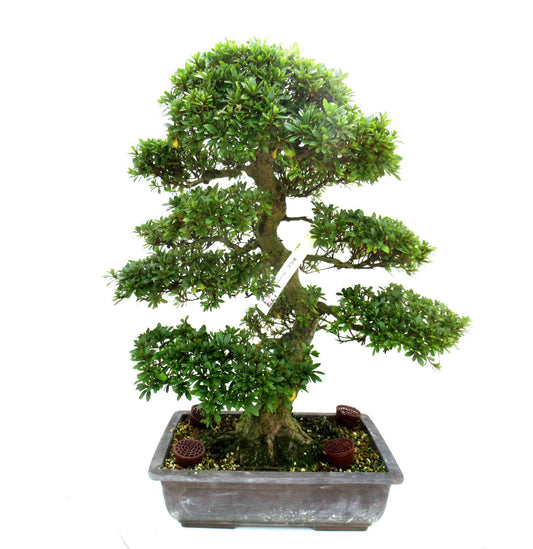 Bonsai Metasequoia Forest 70cm 36cm Pot