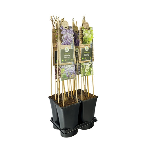 Wisteria Hybrid mix 75cm 17cm Pot