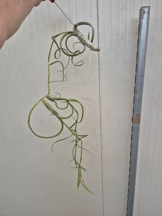 Tillandsia ionantha 85cm 20cm Pot