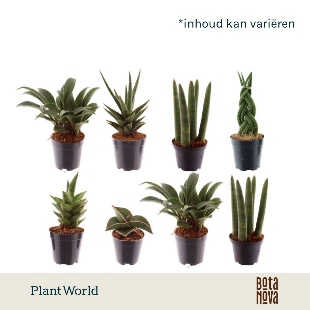 Sansevieria cylindrica 10cm 6cm Pot