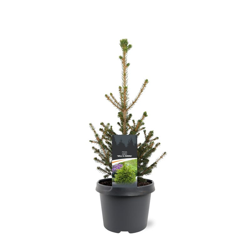 Bremmer Boomkwekerijen Picea ab. Will Zwerg Pack of 1