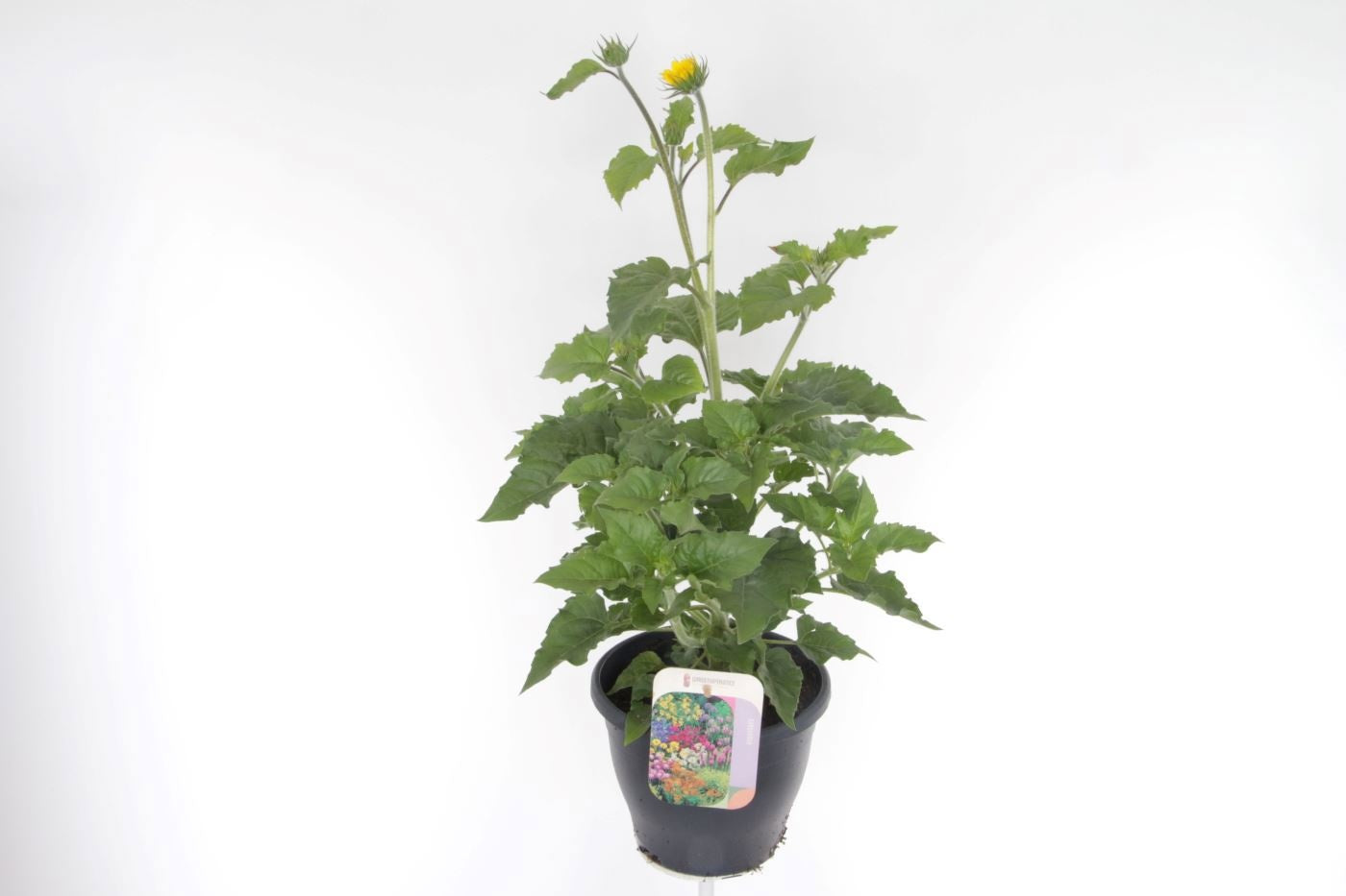 Helianthus ann. Sunbelievable Brown Eyed Girl 75cm 23cm Pot