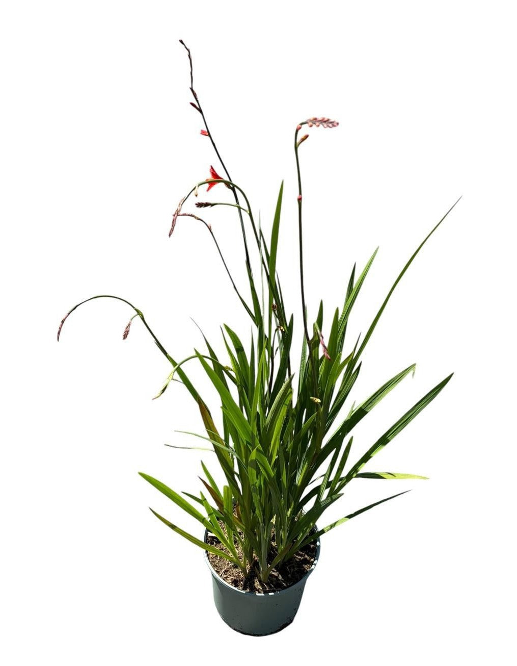 Crocosmia Carmine Brilliant 60cm 19cm Pot