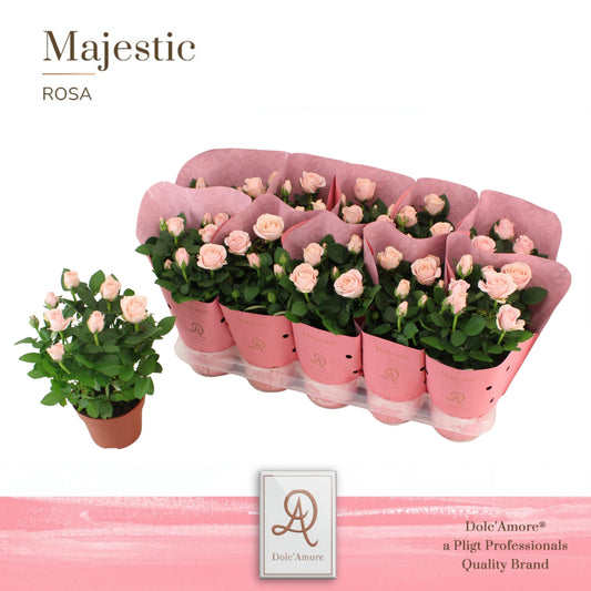 Rosa Infinity Princess 29cm 12cm Pot