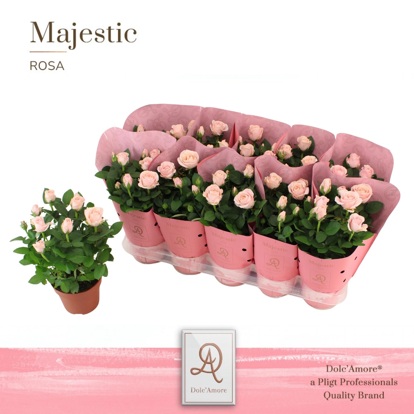 Rosa Infinity Princess 29cm 12cm Pot