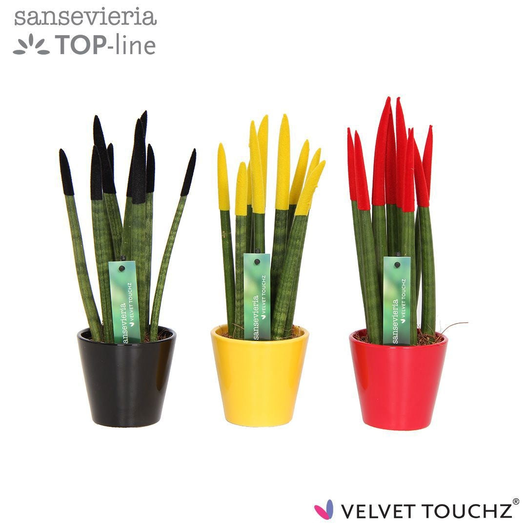 Sansevieria cylindrica 35cm 8.5cm Pot