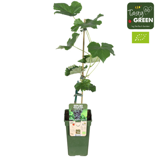 Vitis vinifera (White Grape) 50cm 19cm Pot