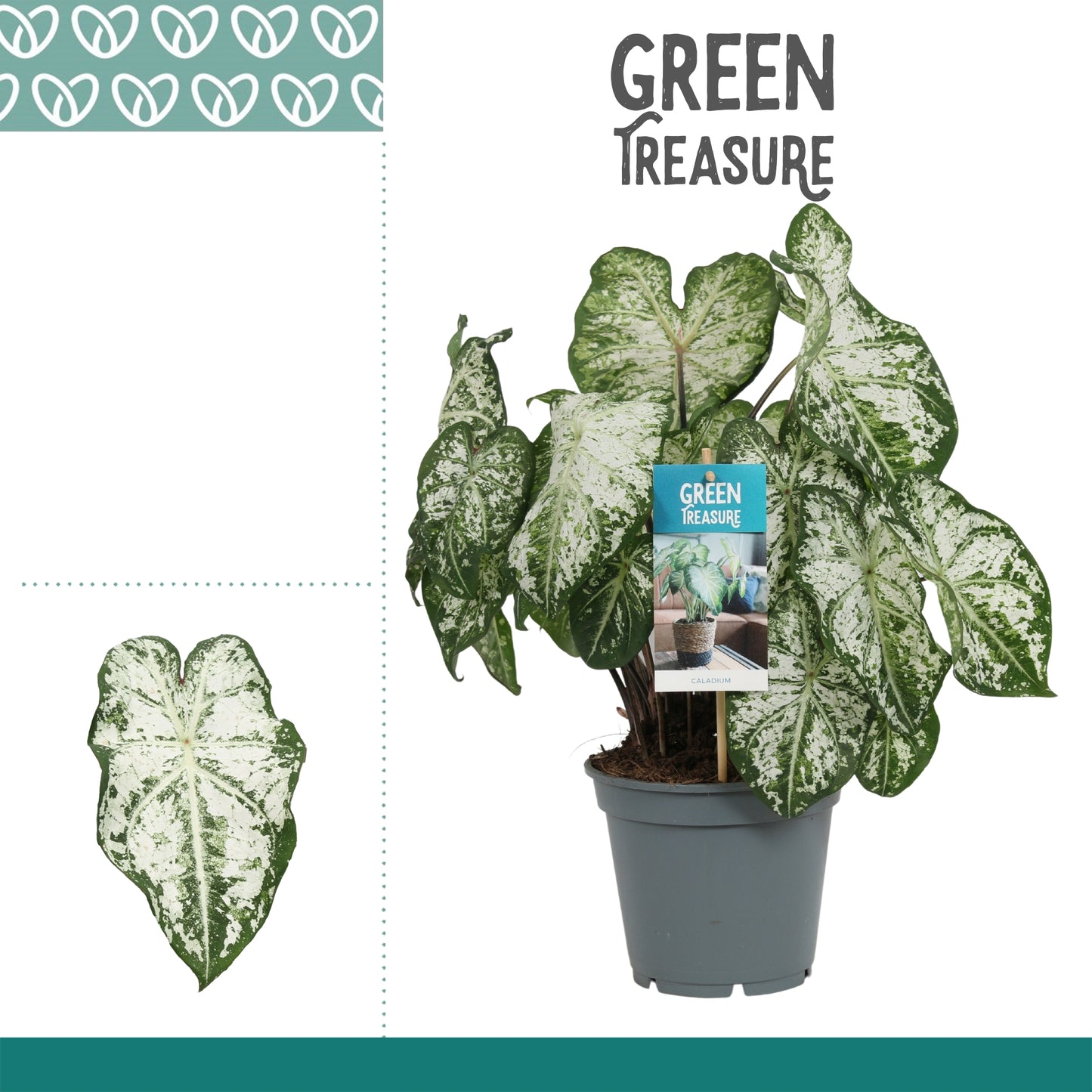 Caladium Carolyn Whorton 50cm 17cm Pot