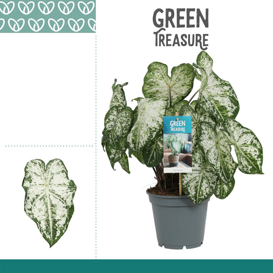 Caladium Carolyn Whorton 50cm 17cm Pot