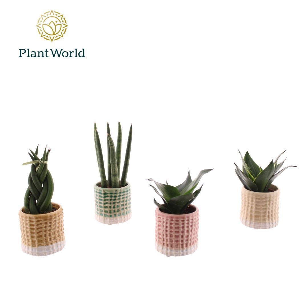 Foliage houseplants mix 10cm 6cm Pot