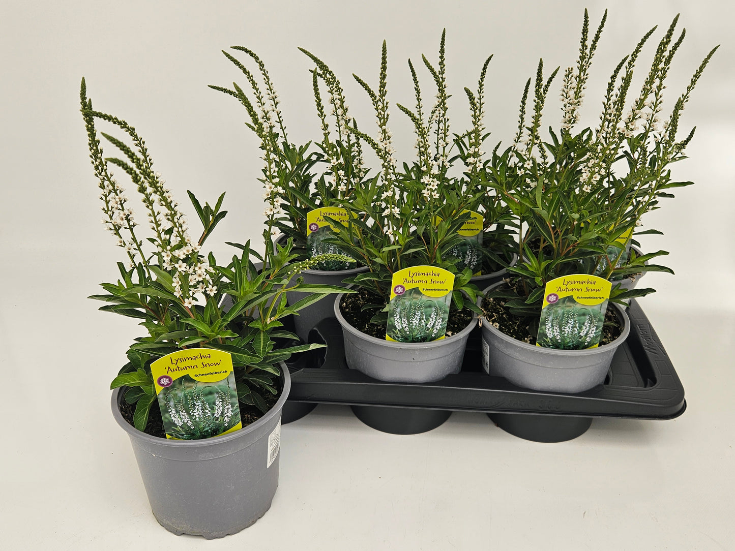 Lysimachia nummularia Aurea 33cm 17cm Pot