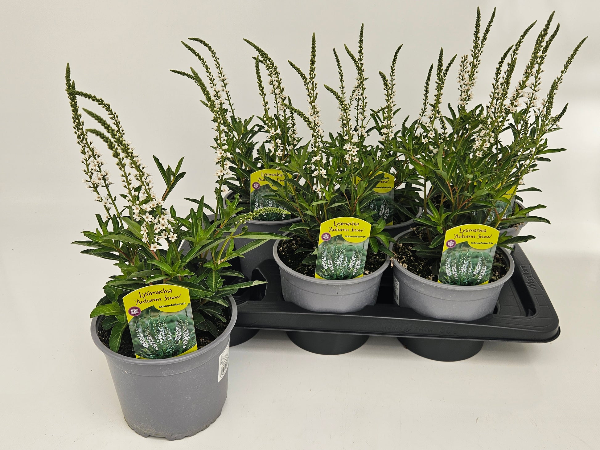 Lysimachia nummularia Aurea 33cm 17cm Pot