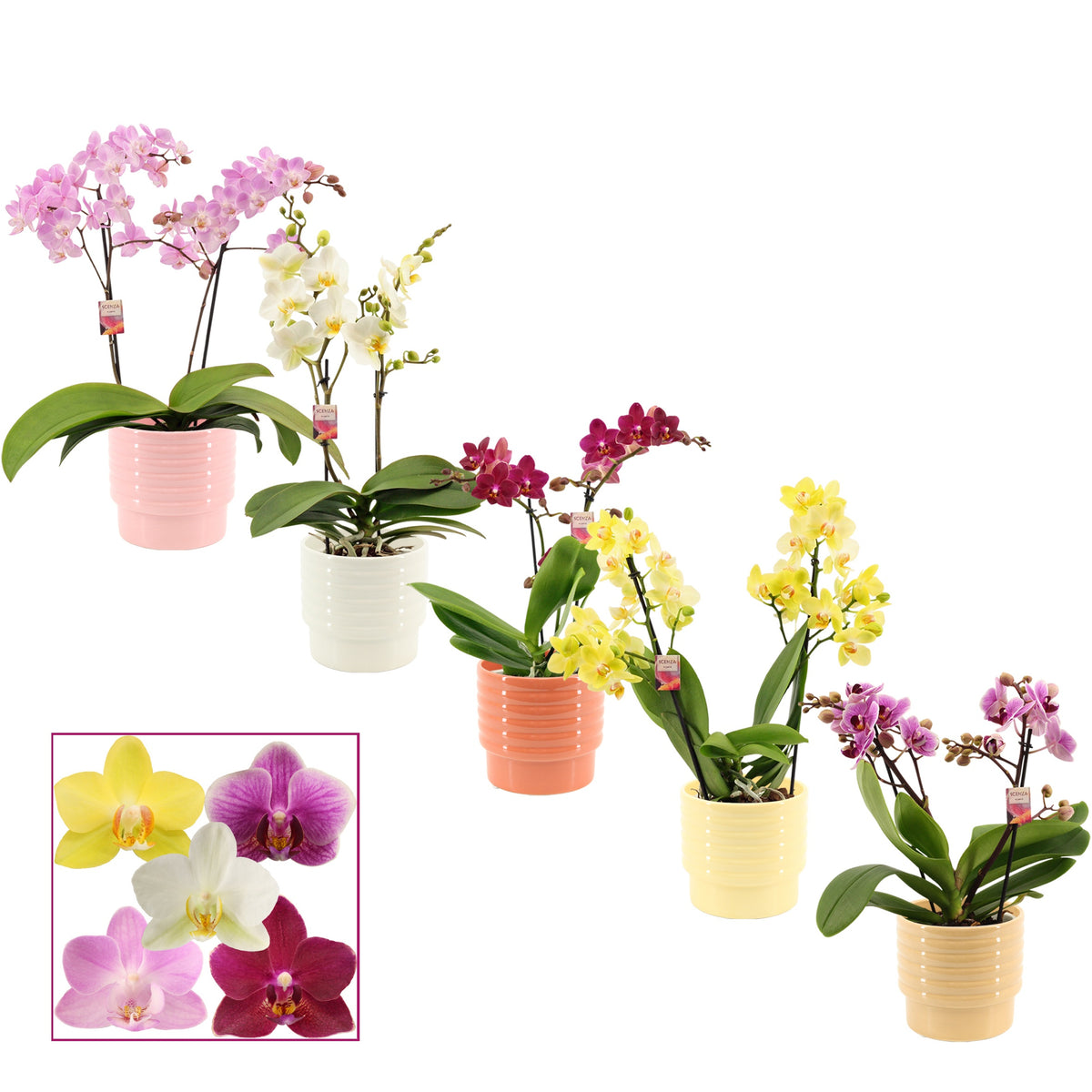 Phalaenopsis mix 35cm 12cm Pot
