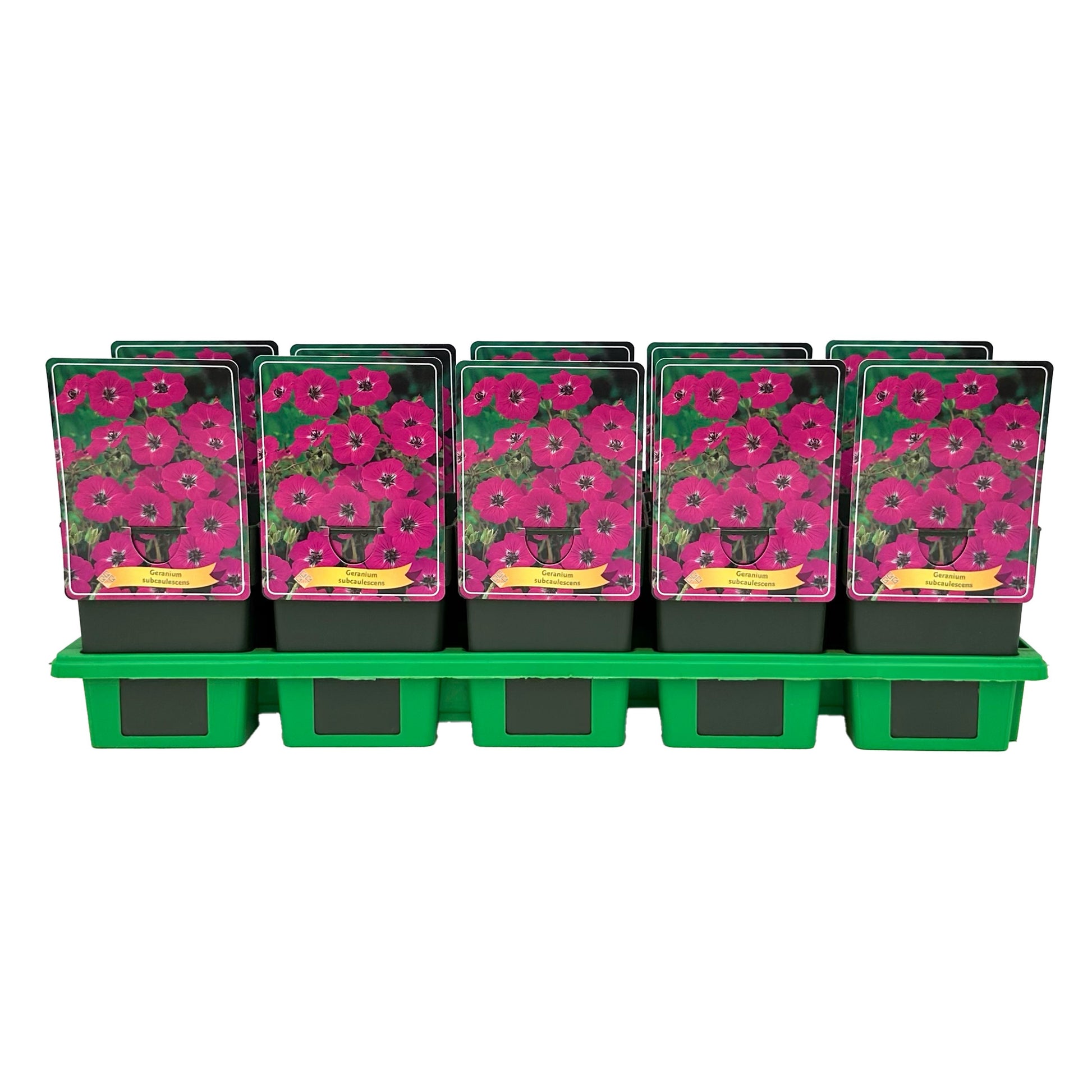 Gebr. Griffioen Geranium cin. subcaulescens Pack of 10