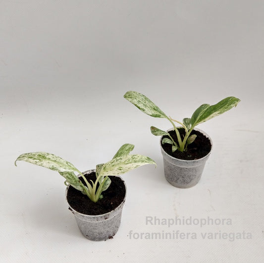 Rhaphidophora mix 12cm 7cm Pot