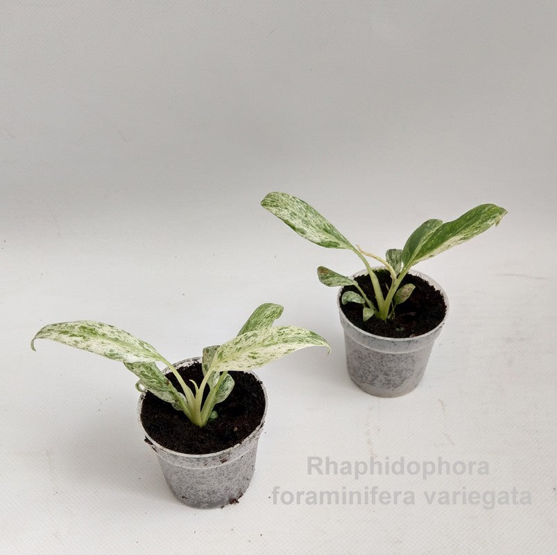 Hofstede Hovaria Rhaphidophora mix Pack of 2