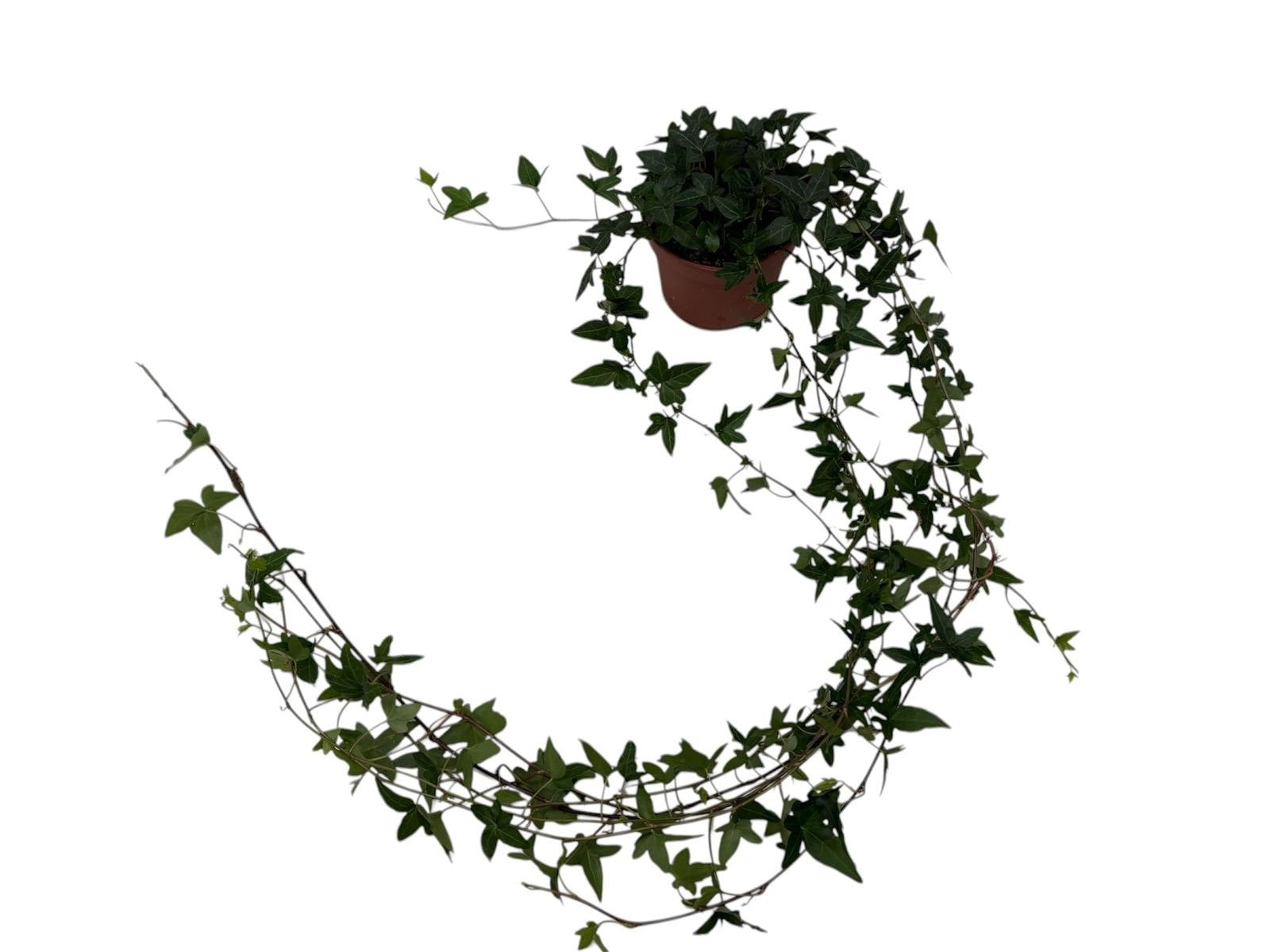 Vireo-Hedera plant BV Hedera helix Shamrock Pack of 10