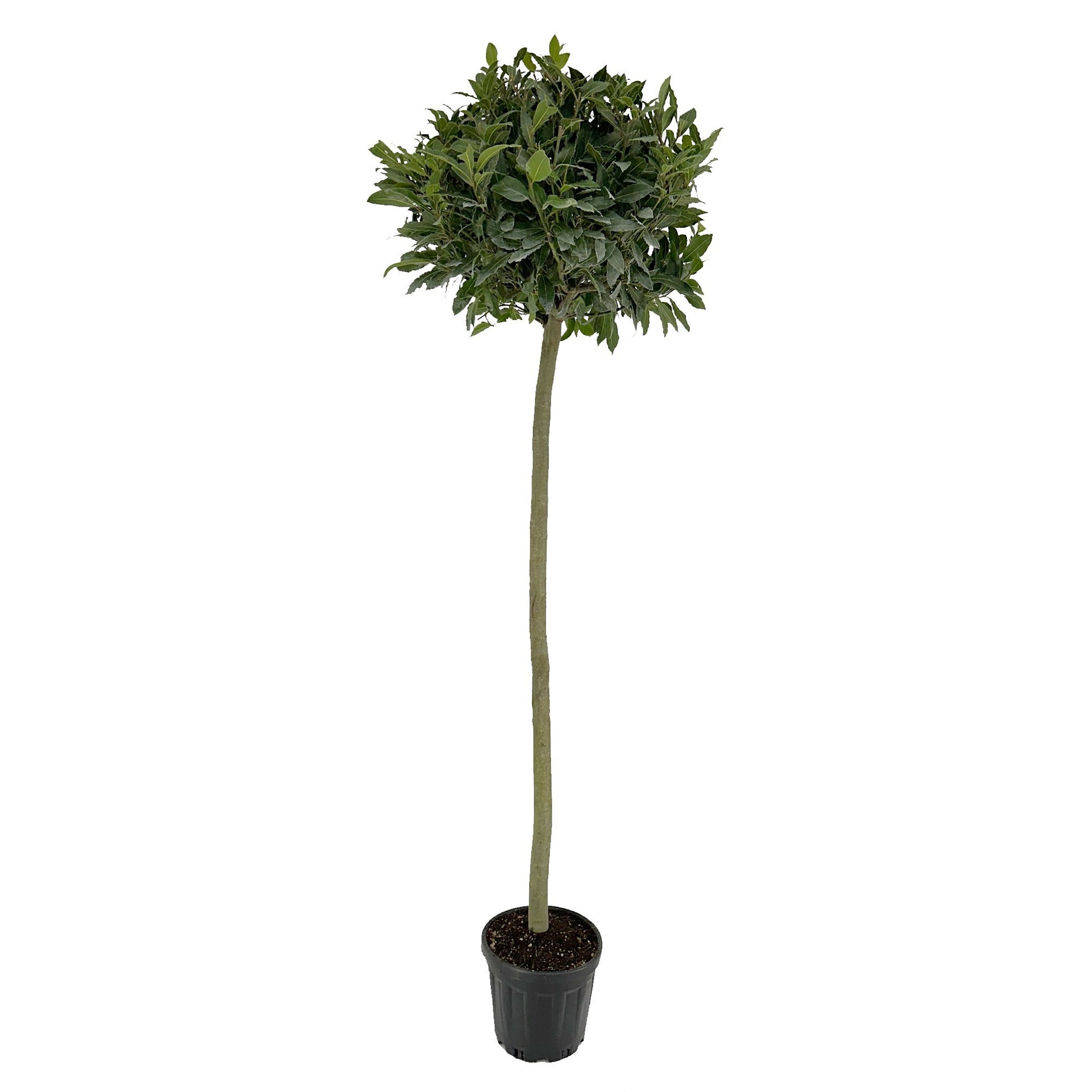 Laurus nobilis 200cm 25cm Pot