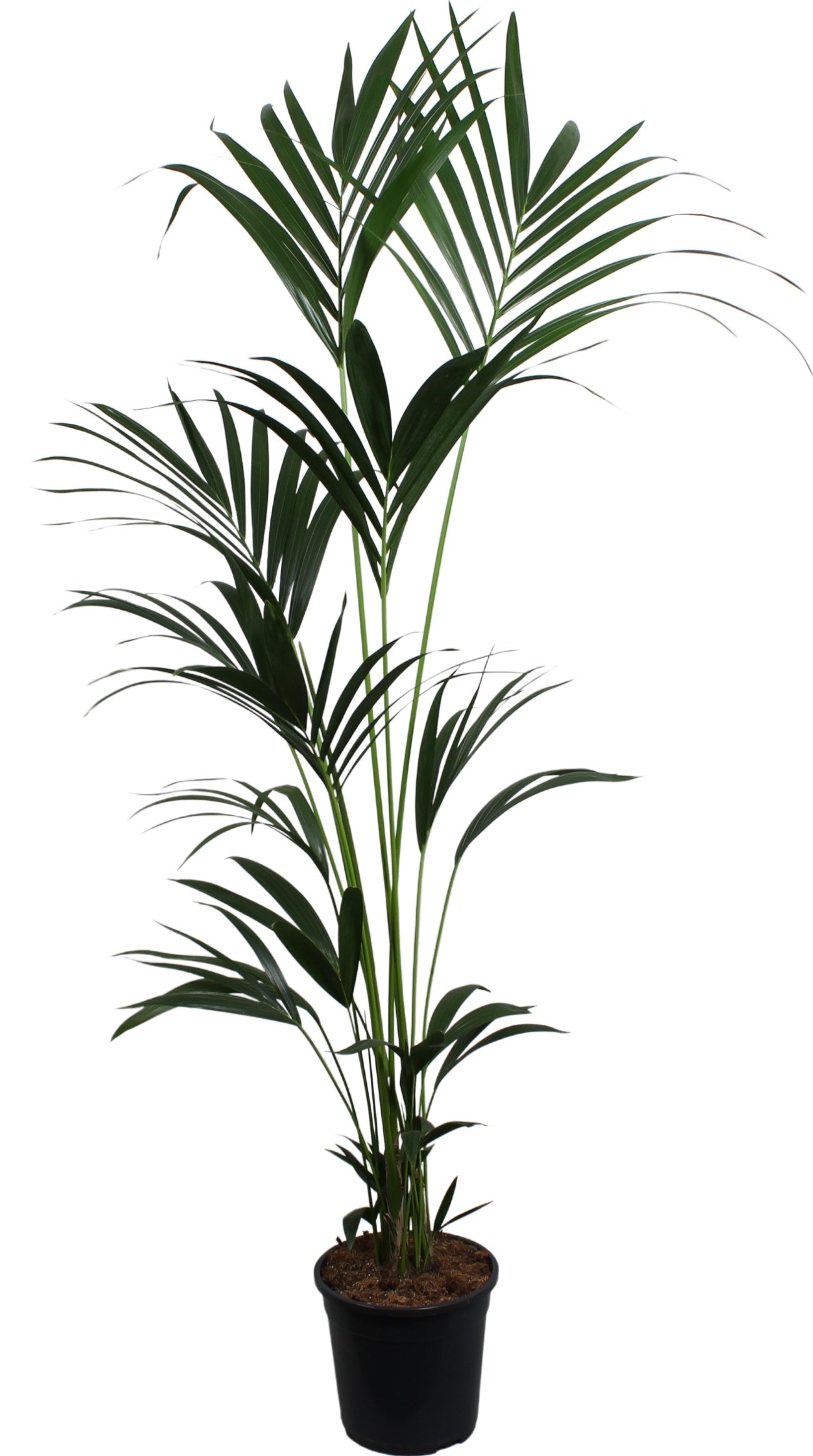 Howea forsteriana 180cm 24cm Pot