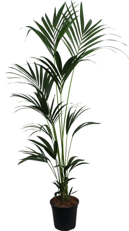 Howea forsteriana 180cm 24cm Pot