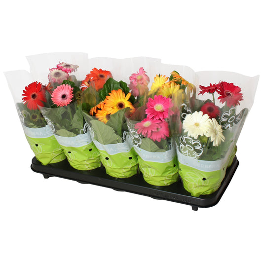 Gerbera mix 20cm 12cm Pot