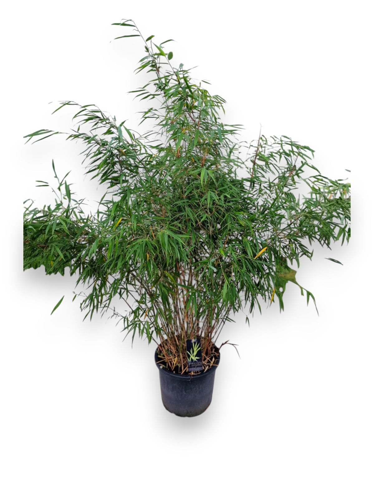 Fargesia Asian Wonder 140cm 40cm Pot