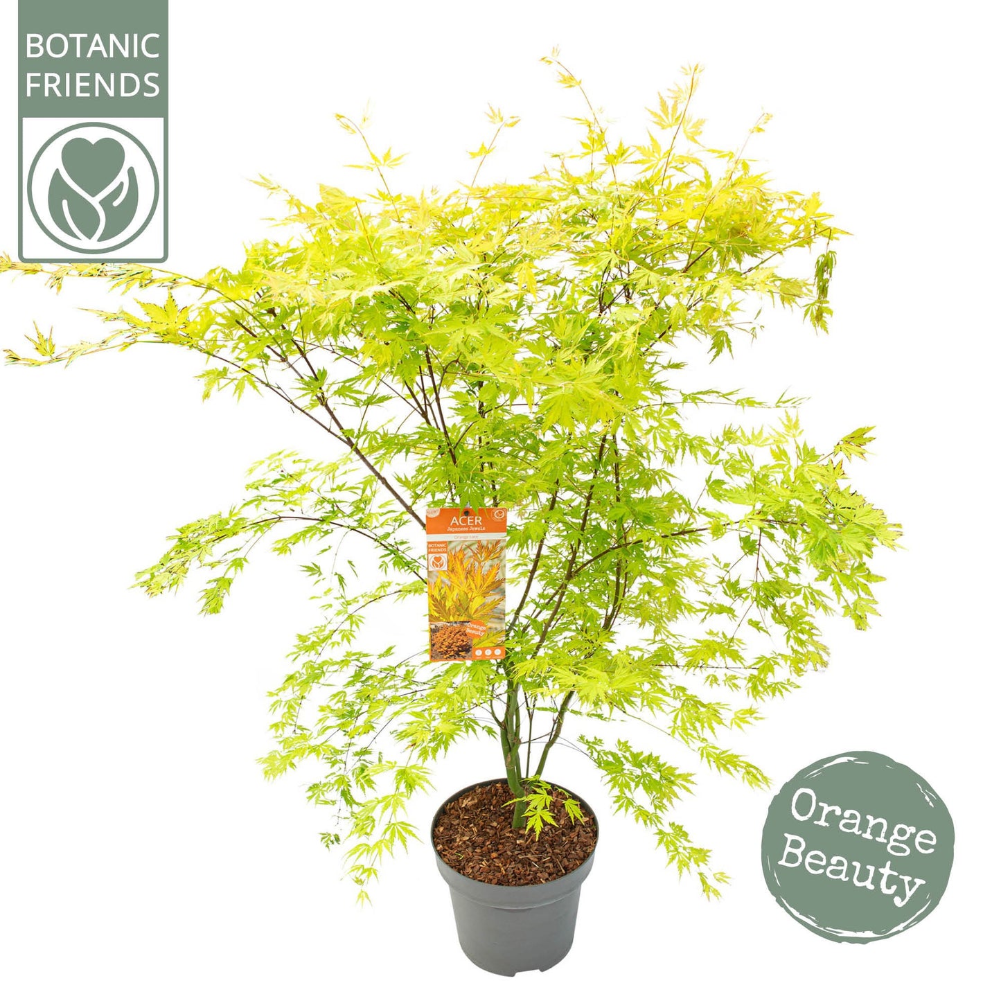 Acer Orange Lace 130cm 30cm Pot