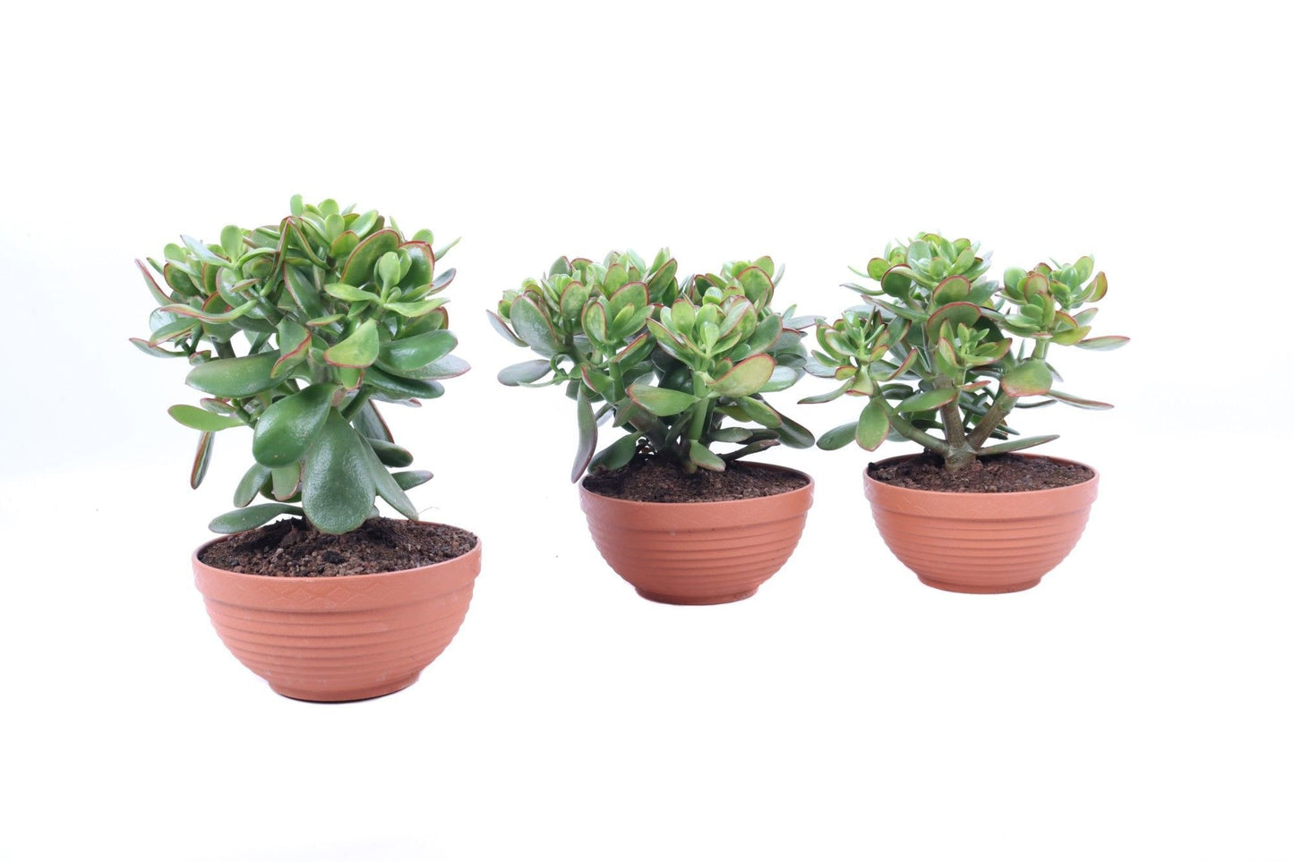 Oriental-Edelcactus Crassula Sunset Pack of 3