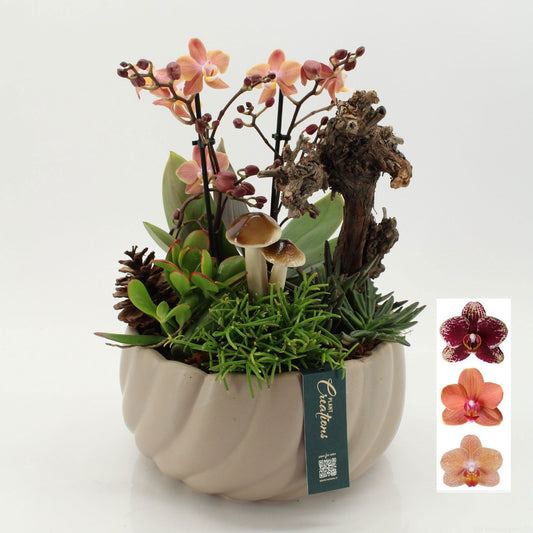 PHALHE-2612 Autumn Phalaenopsis 45cm 24cm Pot
