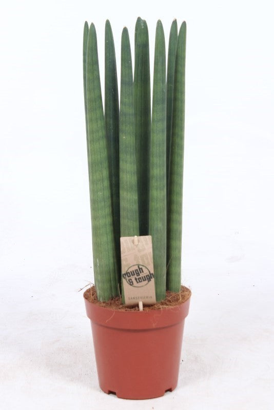 Sansevieria cylindrica straight 60cm 17cm Pot