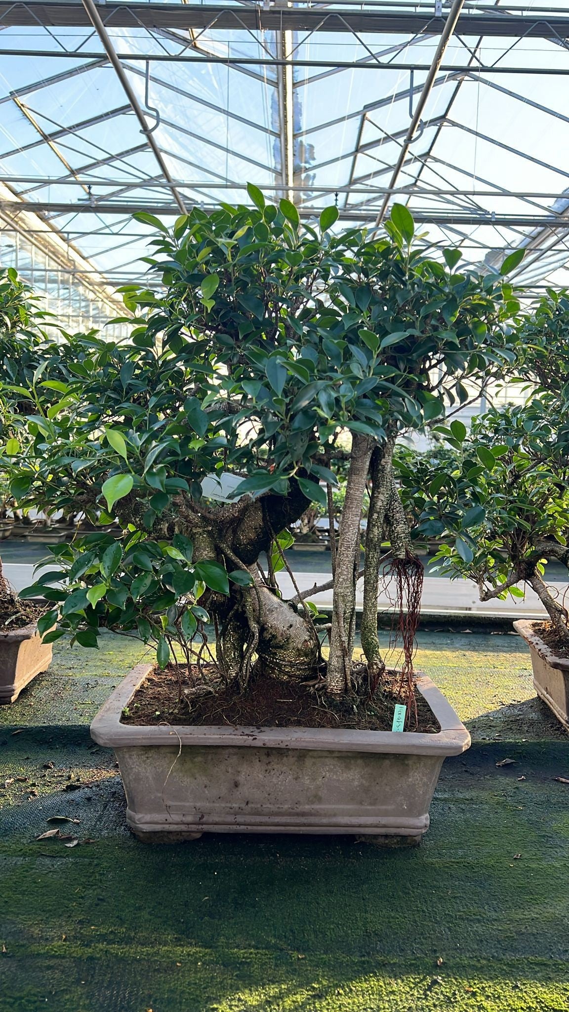 Bonsai Mix 80cm 46cm Pot