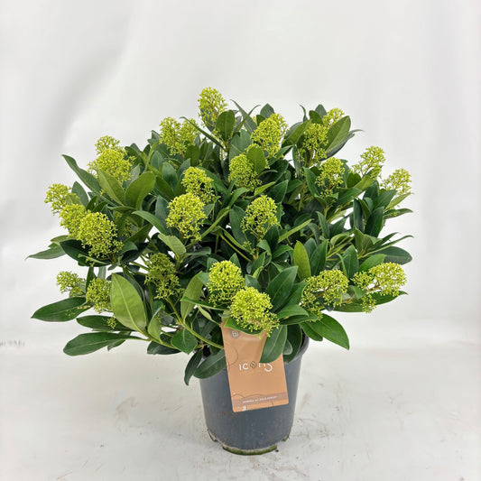 Skimmia japonica Attraction 55cm 24cm Pot