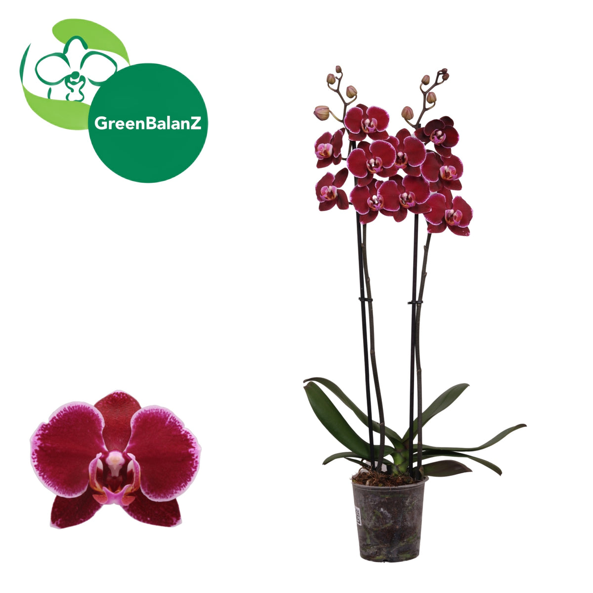 Phalaenopsis Montpellier 55cm 12cm Pot