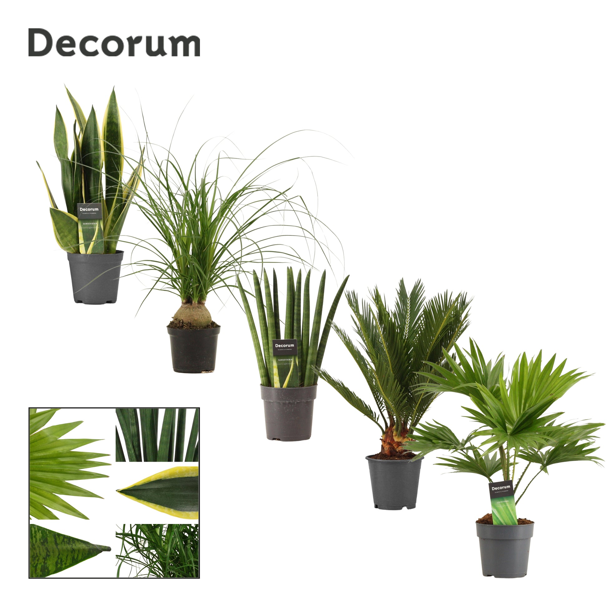 Foliage houseplants mix 35cm 12cm Pot