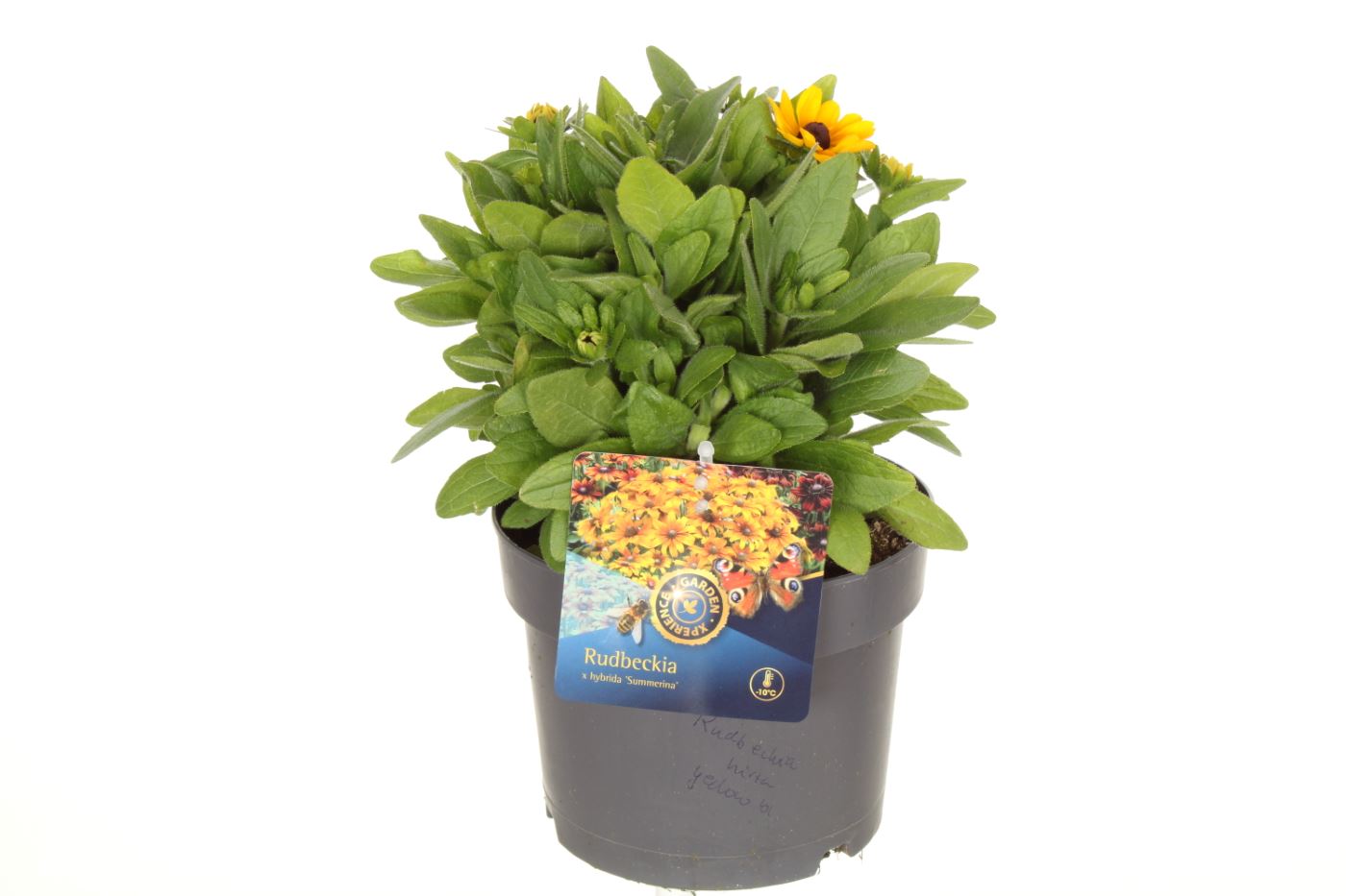 Rudbeckia 45cm 17cm Pot