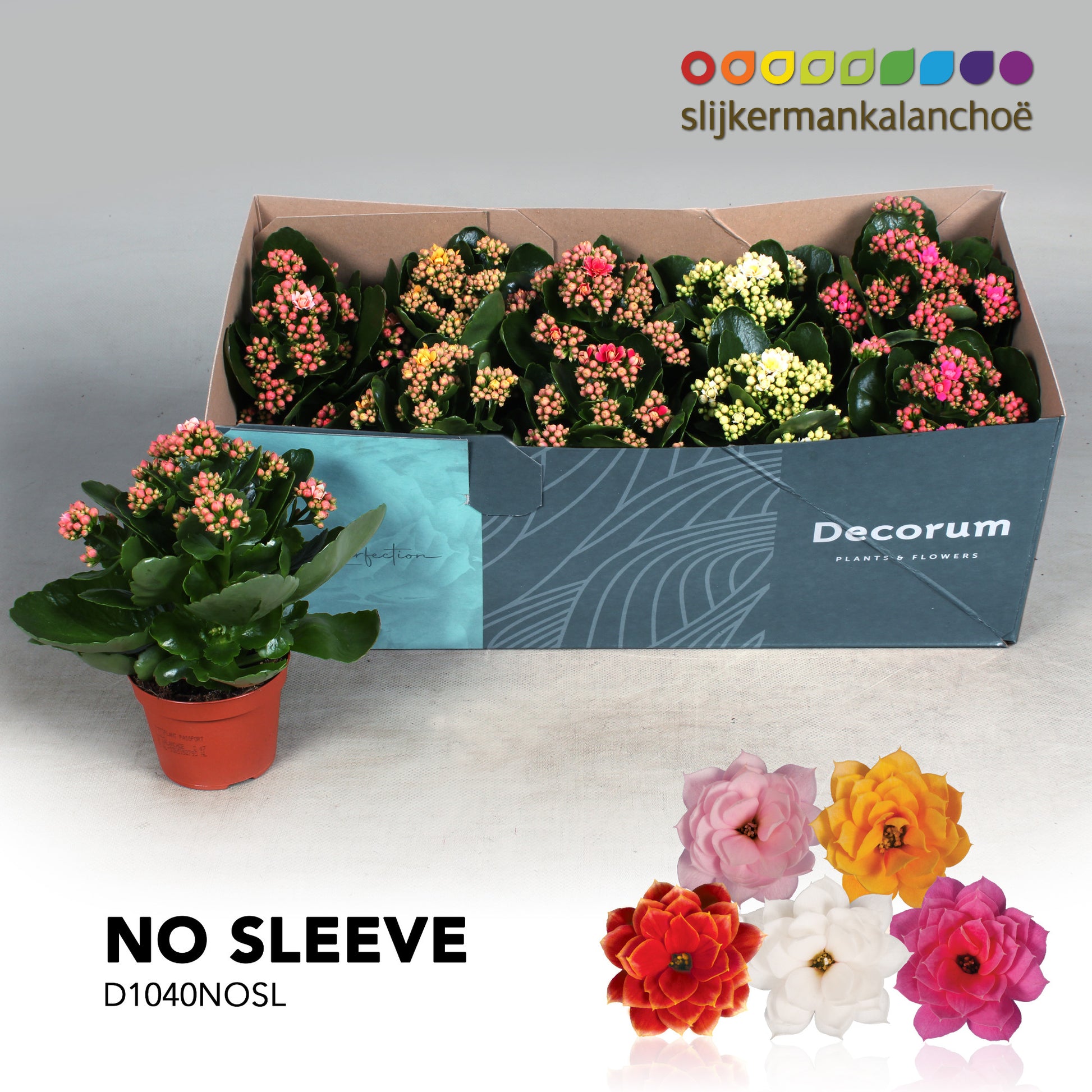 Kalanchoe Serenity mix 23cm 510cm Pot