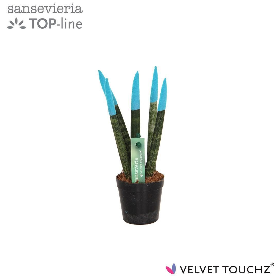 Sansevieria cylindrica 18cm 6cm Pot
