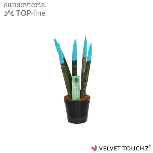 Sansevieria cylindrica 18cm 6cm Pot