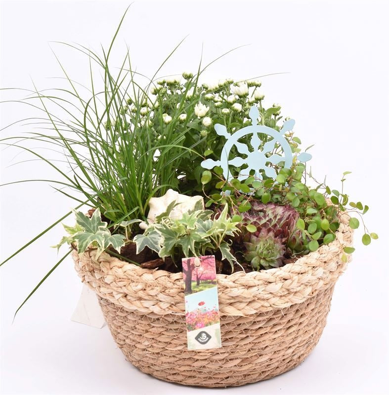arr.  Plants 28cm Pot