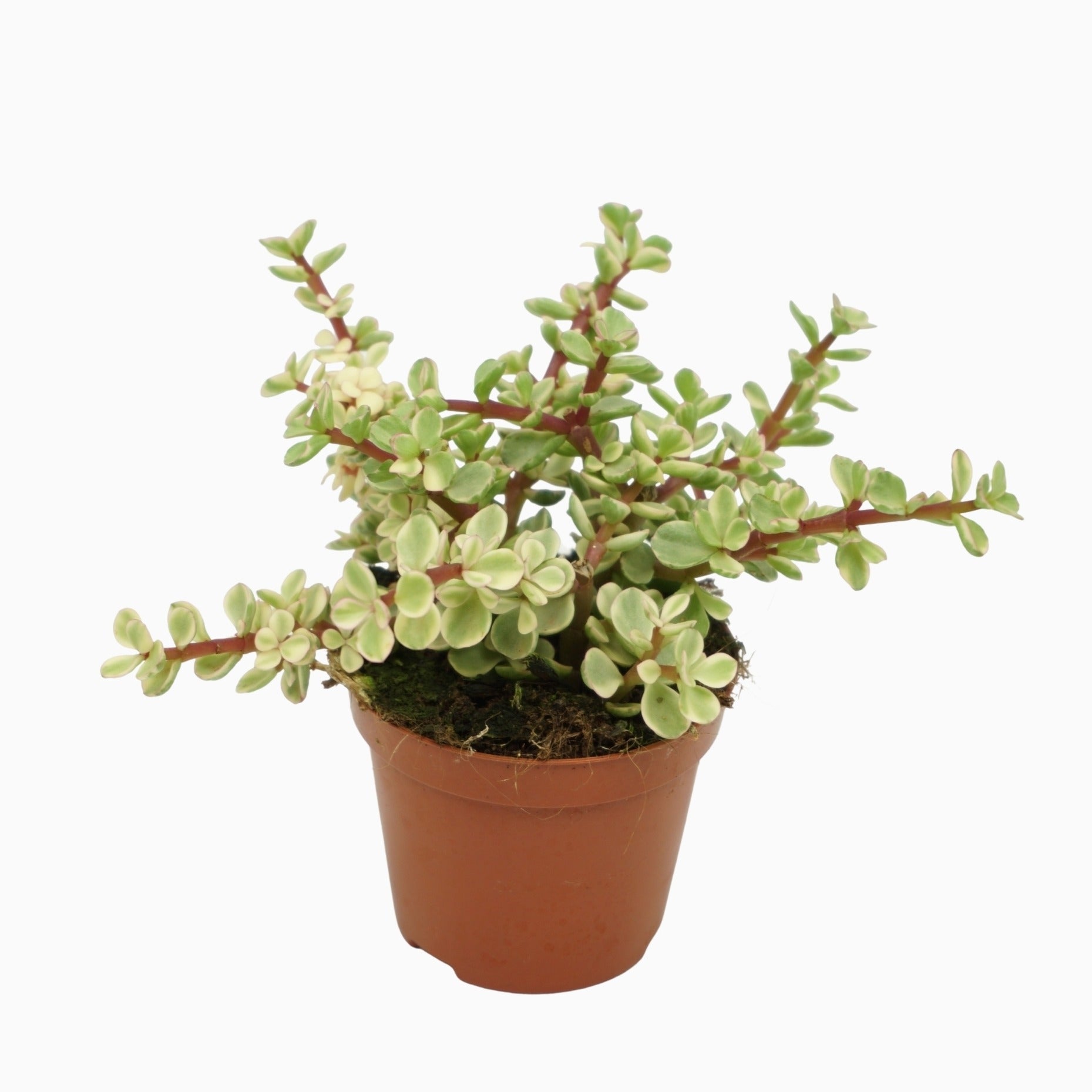 Portulacaria afra Variegata 10cm Special Pot (508)