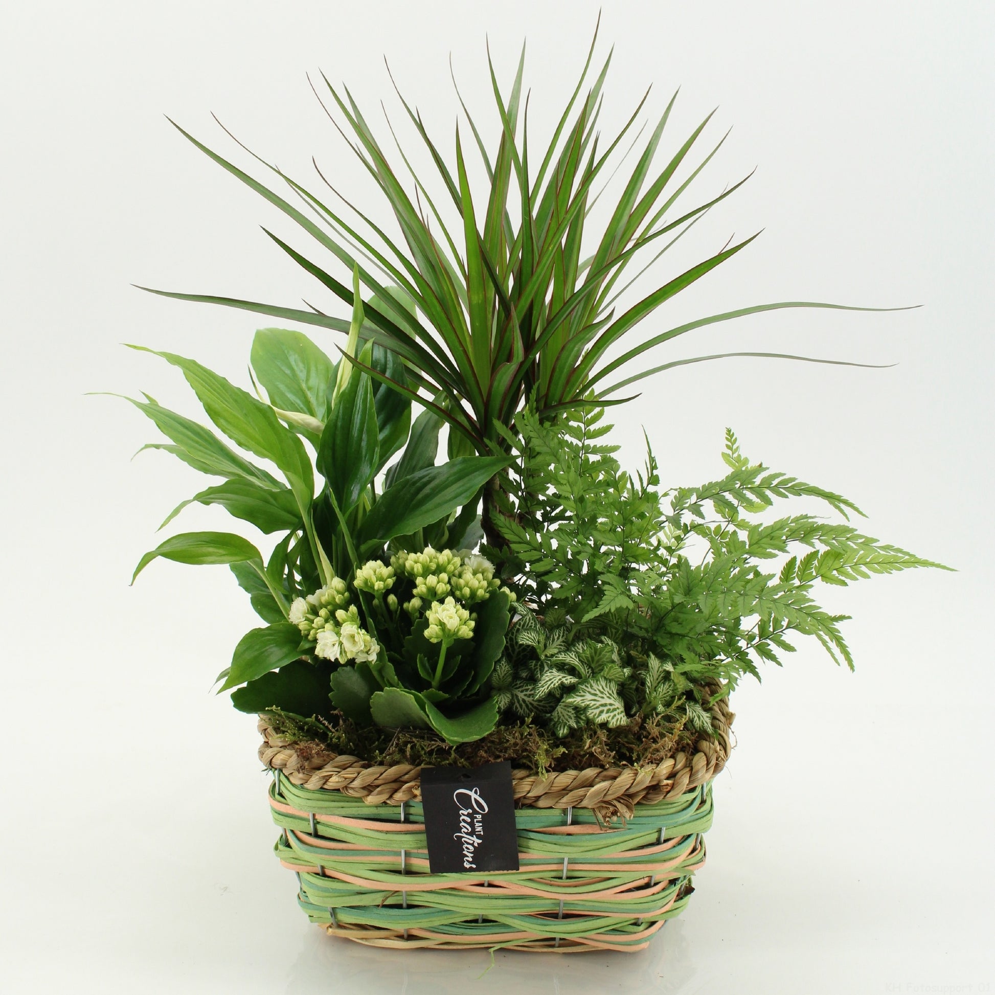 Indoor flowering arrangement 45cm 23cm Pot