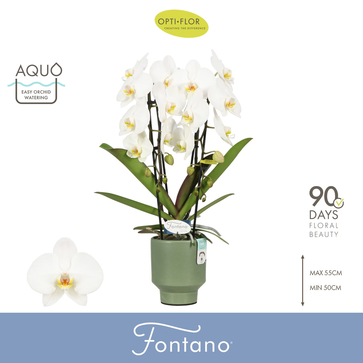 Phalaenopsis Fontano Versailles 60cm 12cm Pot