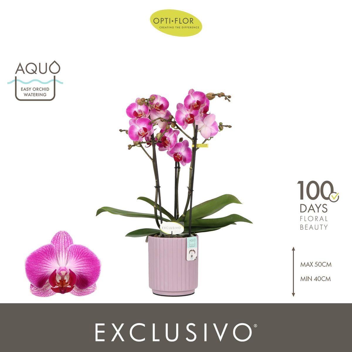 Phalaenopsis pink 45cm 12cm Pot