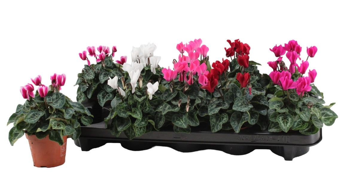 Cyclamen Verano Mix 18cm 9cm Pot