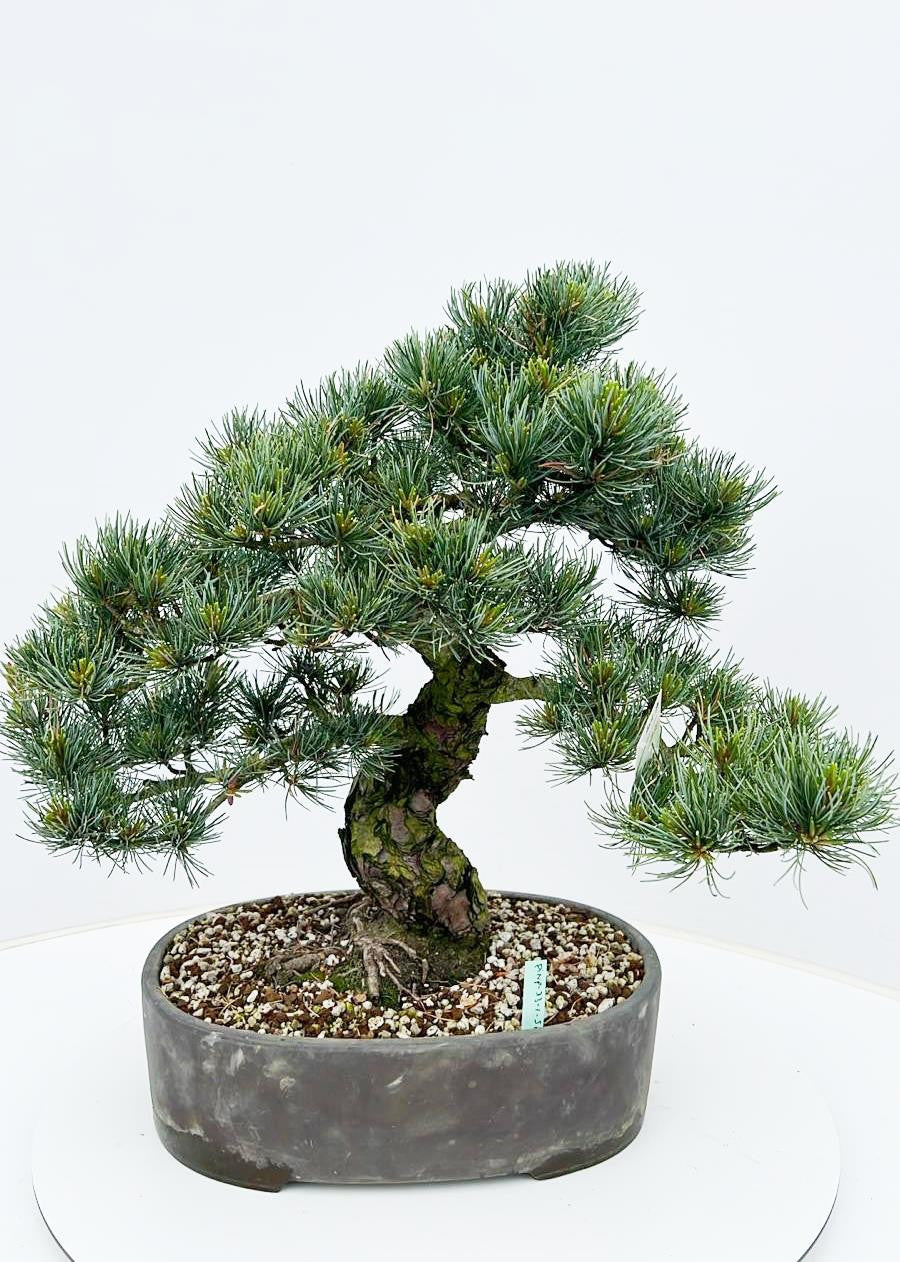 Pinus parviflora 65cm 33cm Pot
