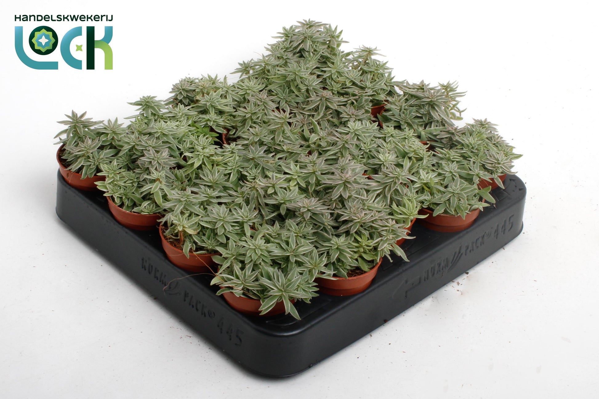 Succulent mix 6cm 505cm Pot