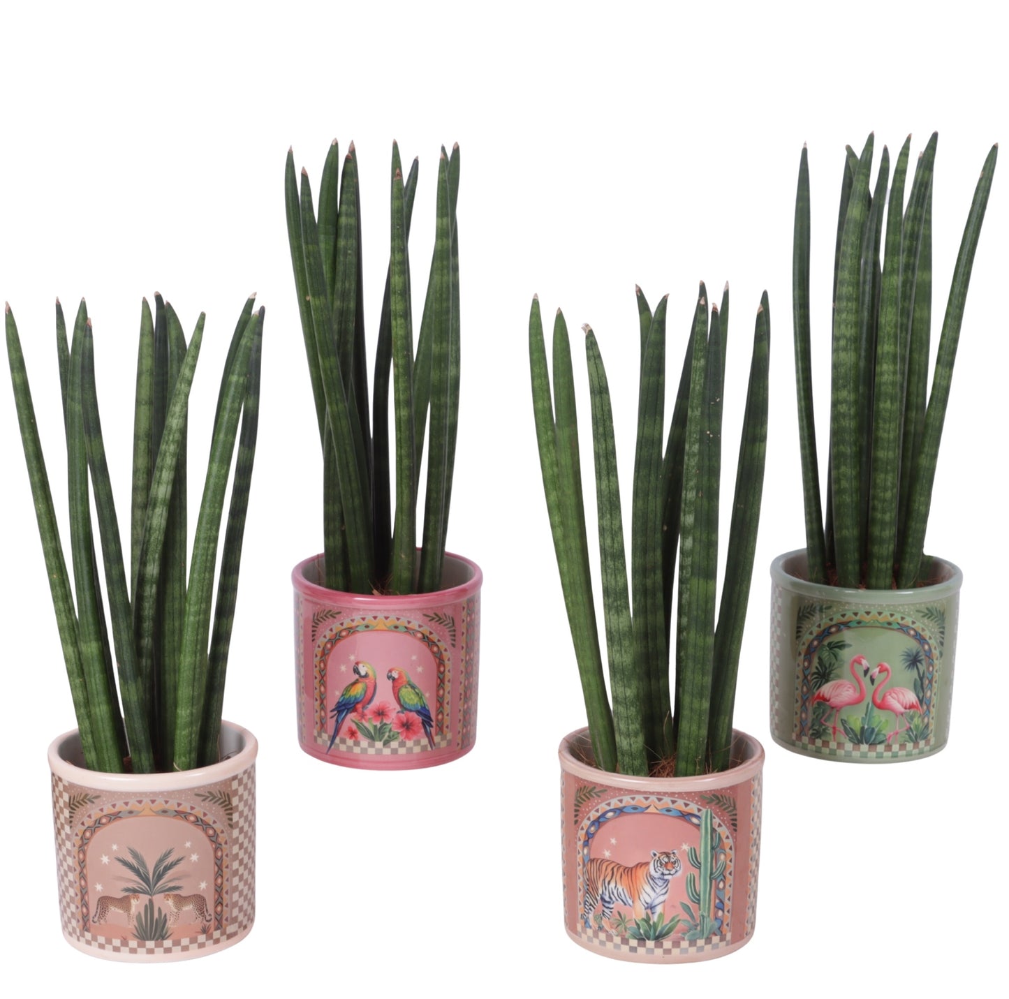Sansevieria cylindrica 30cm 10cm Pot
