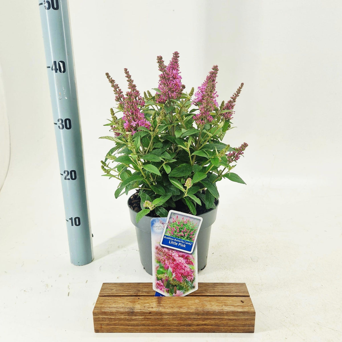 Buddleja Butterfly Candy Little Pink 40cm 19cm Pot