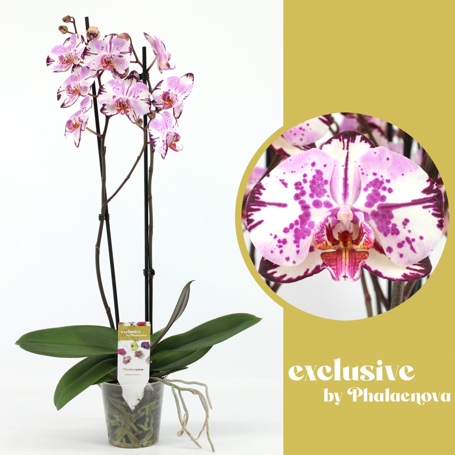 Phalaenopsis Magic Art 60cm 12cm Pot